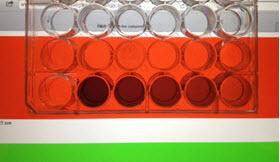 reaction plate blue solution red screen